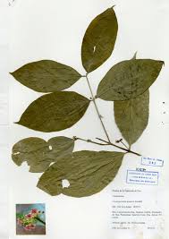 Image result for Crossopetalum