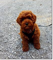 The price of a mini labradoodle puppy varies between the hundreds to couple thousands. Original Australian Labradoodle Original Australian Labradoodle Welpen