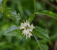 Image result for Tarenna pavettoides