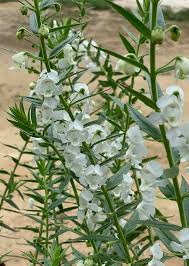 Image result for Antizoma angustifolia