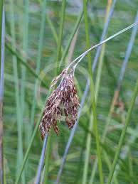 Image result for Schoenus