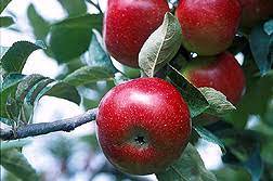 Native to parts of asia, they can survive a variety of soil conditions. Self Pollinating Apple Trees An Easy Way To Grow Apples