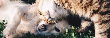 So weit gehen die gerichte dann aber doch nicht. Von Katzen Sitting Bis Garten Pflege So Helfen Sich Nachbarn In Der Urlaubszeit Nebenan Magazin