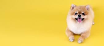 Pomeranian Dog With Yellow Background Pomeranian Dog Yellow Background Dogs