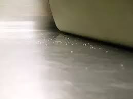 Flea Eggs Look Like On Furniture
