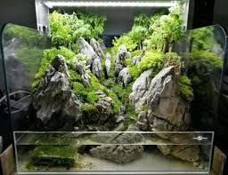 Paludarium Tank Google Suche Aquarium Landscape Aquascape Aquarium Planted Aquarium