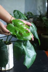 How To Grow Healthy Monstera Healthy Plants Plants Monstera