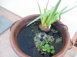 Feed the guppies once a week and add plants to provide hiding spots for the fry. Unfiltered Tub Pond Tropical Fish Keeping