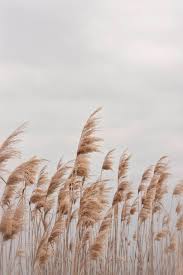 beach photography beach grass wall art digital print instant download home decor postcard minimalist photography beach photography aesthetic backgrounds
