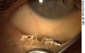 Image result for Blepharis gazensis