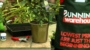 Check spelling or type a new query. How To Propagate Plants Diy At Bunnings Youtube