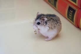 10 Tips For Keeping Healthy, Happy Dwarf Hamsters | Pets4Homes