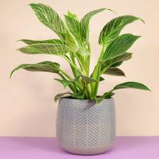 Make sure that the product you use contains micronutrients in addition to the macronutrients. Philodendron Birkin