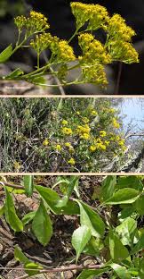 Image result for Senecio pleistocephalus
