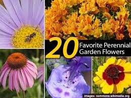 Perennials are often considered the heart of the garden due to how rewarding they are, year after year, as well as the fact that they offer an enormous variety of colors, sizes, habits, fragrances, and bloomtimes. 20 Favorite Perennial Flowers For The Garden