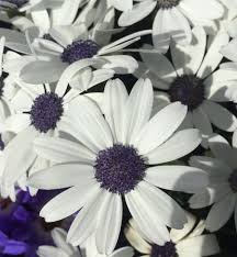 Pericallis Flowers Hi-Res Stock Photography And Images - Alamy