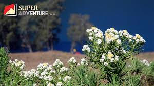Sebagai edelweis dari bali dan ladang bunga marigold atau gemitir, sehingga membuat pondok di saat bunga kasna sudah tumbuh dewasa, maka terlihat seperti hamparan permadani putih yang. Edelweiss Bunga Impian Para Pendaki Youtube