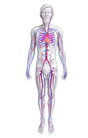 Aorta Hauptschlagader Des Korpers
