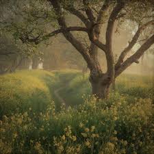 You can download beautiful aesthetic forest images . Fairy Forest Aesthetic Explore Tumblr Posts And Blogs Tumgir