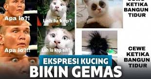 Foto foto ekspresi kucing kaget yang bikin ngakak ( ngakak inside ) alhamdulillah, ht ke #9 ane, thanks mimin,momod,kaskuser n kaskus. Gemas 10 Meme Ekspresi Kucing Ini Bikin Ngakak Sekaligus Setuju 1 Meme Kucing Bikini