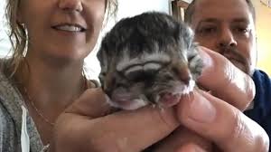 This is a photo of a litter of five seal point bicolor ragdoll kittens. Kitten Born With Two Faces Meet Biscuits And Gravy Cnn