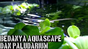 Mengenal Perbedaan Aquascape Paludarium Dan Aquarium Youtube