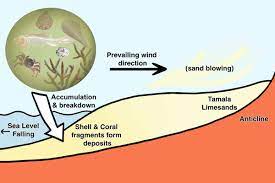 Geological History Shark Bay