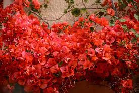 Red flowers pair beautifully with orange and yellow, as well one of the best red fragrant flowers you can grow, many types of dianthus also offer attractive foliage so they look great when they're not in bloom. Best Shrubs With Red Or Orange Flowers