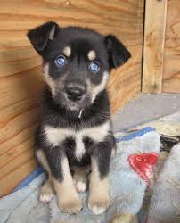 However, understanding the origination of the breed will better help you understand the dog's characteristics. Rottweiler Husky Mix Puppies Images Characteristics Diet More