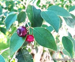 Image result for Eugenia aschersoniana