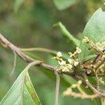 Image result for Maesa lanceolata