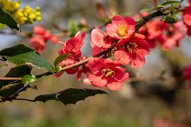 Red flowering bush early spring. Hd Wallpaper Bill Quince Seasonal Bush Nature Early Spring Chaenomeles Wallpaper Flare