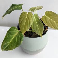 Check spelling or type a new query. Philodendron Splendid Verrucosum X Melanochrysum We Love Aroids
