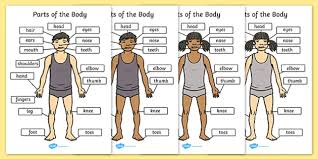 Our 30 days to healthy living set and program are designed to help your body reset, establish mindful healthy habits, and tune into the messages that your body is sending so that you can eat and drink more intuitively. The Body With Labels Human Body Labelled A4