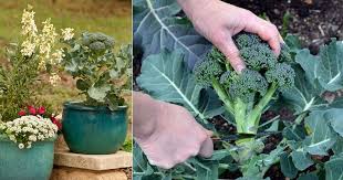Vegetable companion planting chart there are a number of combination that vegetables will grow better and work together in the garden. Growing Broccoli In Pots How To Grow Broccoli In Pots