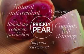 Prickly pear cactus is an important commercial crop in mexico, latin america, north africa, the mediterranean countries and the middle east. Prickly Pear Benefits For Skin Powerful Anti Aging Effects