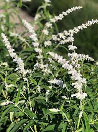 Not as pretty, not as popular. Salvia Leucantha White Mischief Native Sons Wholesale Nursery