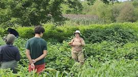 Nix the Knotweed: Cut #8 of 9 and Picnic!