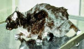So werden die unter thiamazol manchmal auftretenden exkoriationen an kopf und hals nur äußerst selten beobachtet. Schilddrusenerkrankungen Bei Hund Und Katze