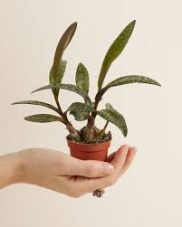 Image result for Ledebouria