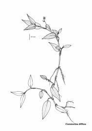 Image result for Commelina