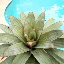 Image result for Alcantarea