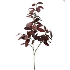 Image result for Euphorbia cotinifolia