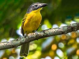 Image result for Micractis bojeri