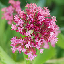 Image result for Centranthus