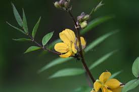 Image result for Senna occidentalis