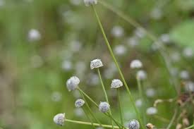 Image result for Eriocaulon teusczii