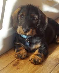 See more ideas about wire haired dachshund, dachshund, dachshund love. 100 Best Standard Wirehaired Dachshund Images In 2020 Dachshund Wire Haired Dachshund Dachshund Love