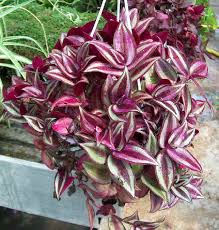 Per piante da invidiare segui il nostro blog! Piante Da Vaso Zebrina Zebrina Pendula Zebrina Purpusii O Tradescandia Purpurea