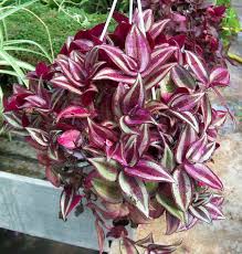 Sansevieria, anthurium, ficus e centinaia di altre piante per il tuo interno casa ti aspettano. Piante Da Vaso Zebrina Zebrina Pendula Zebrina Purpusii O Tradescandia Purpurea